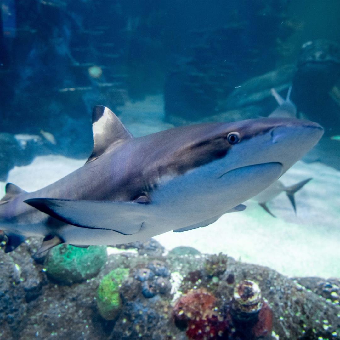 SEA LIFE Sydney Aquarium