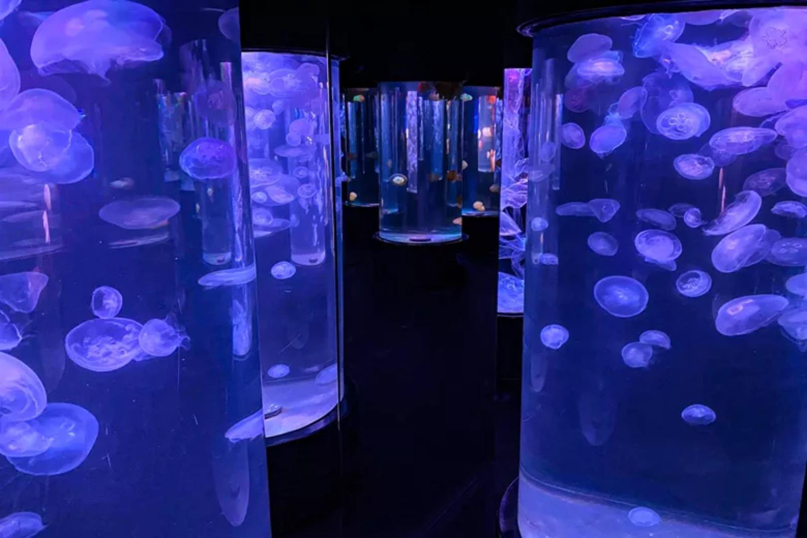 SEA LIFE Sydney Aquarium