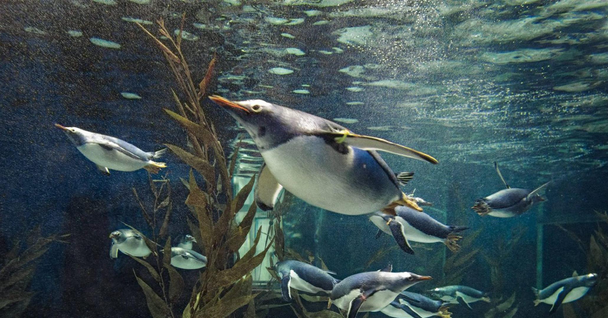 SEA LIFE Sydney Aquarium