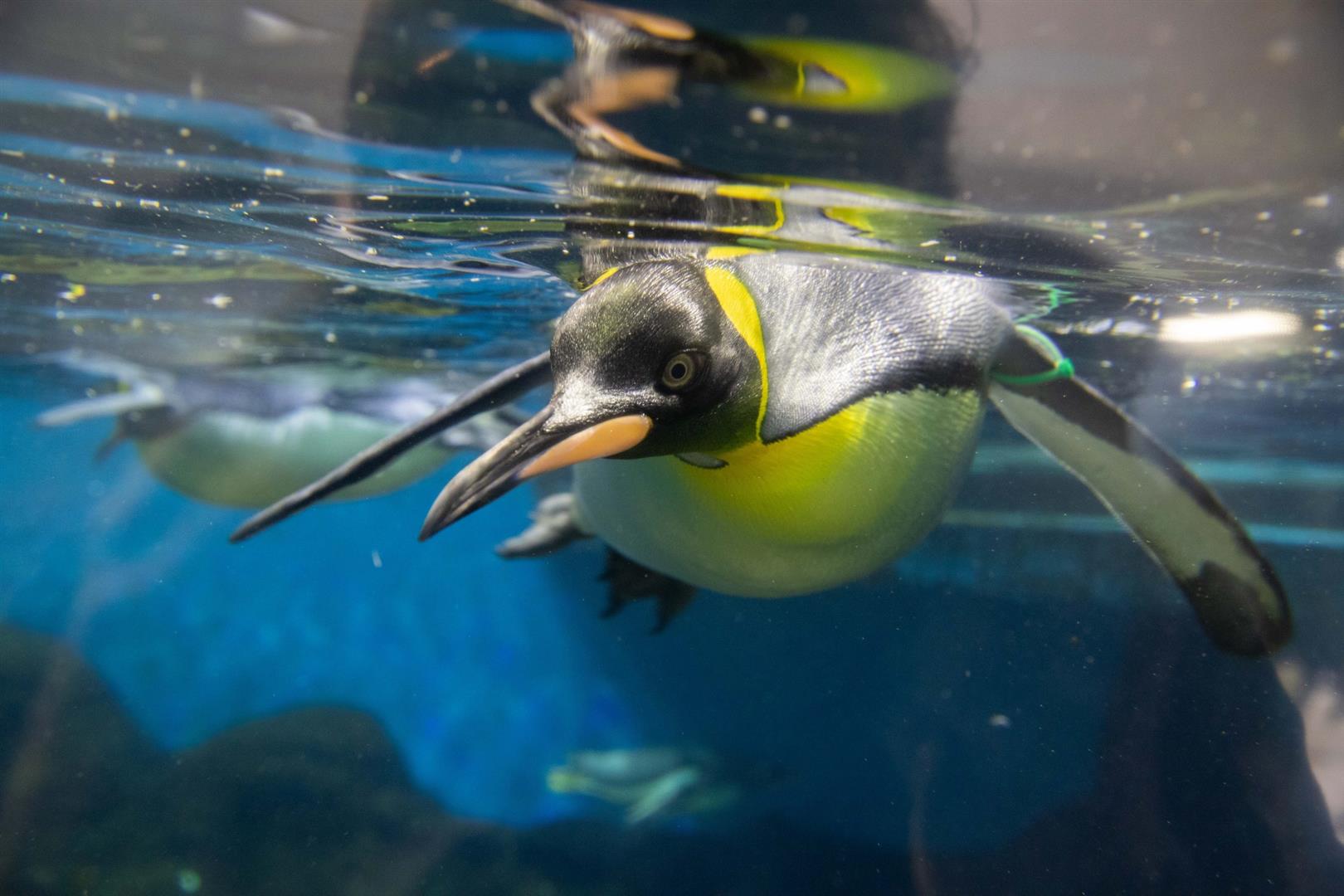 SEA LIFE Sydney Aquarium