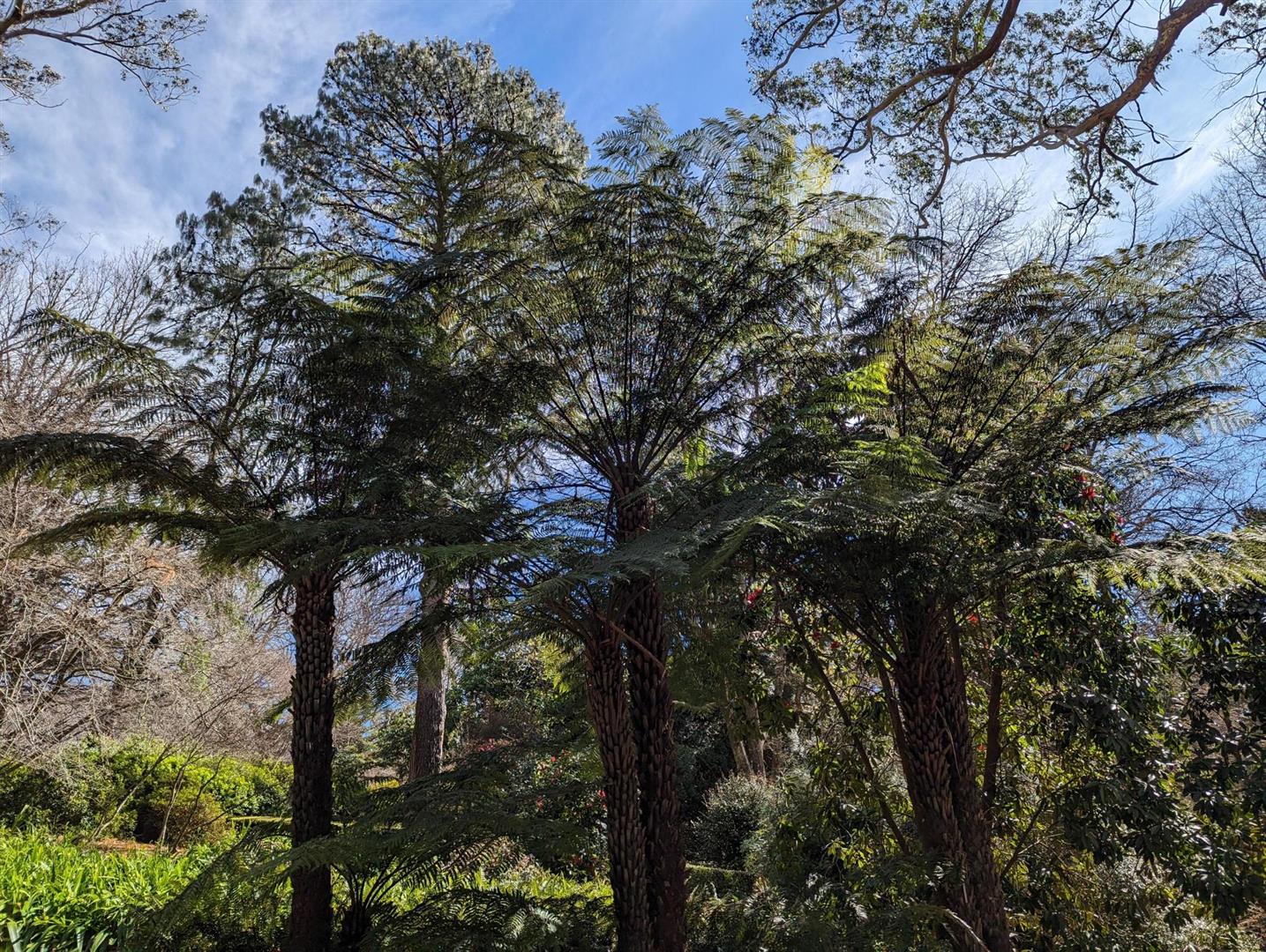 The Calyx