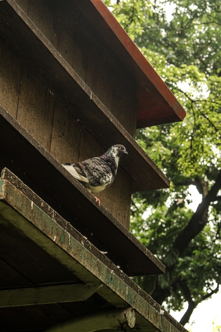 Shutter Stock
