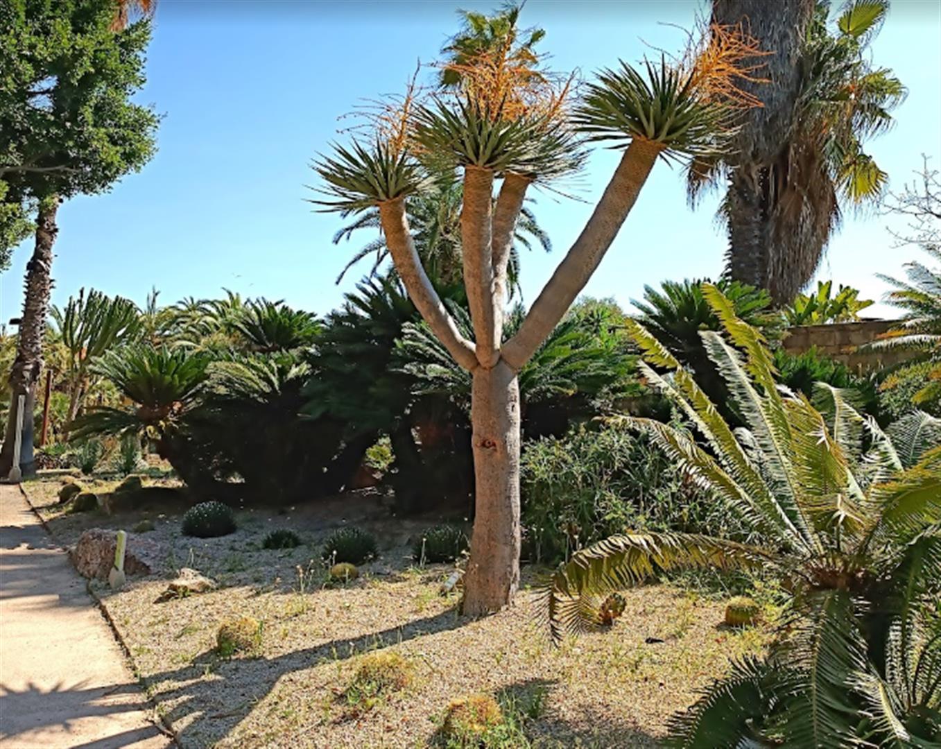 Jardins de Mossèn Costa i Llobera