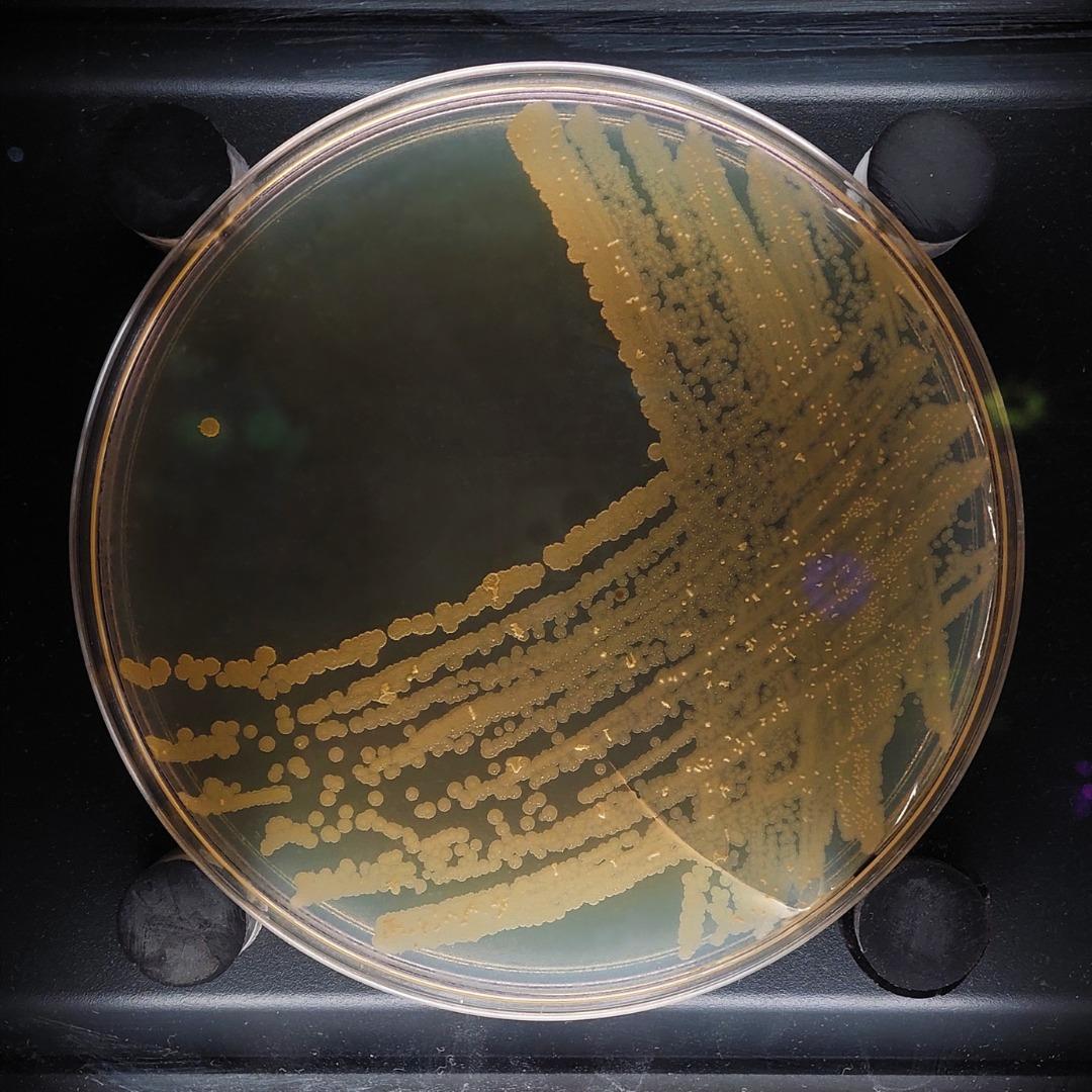 Micropia