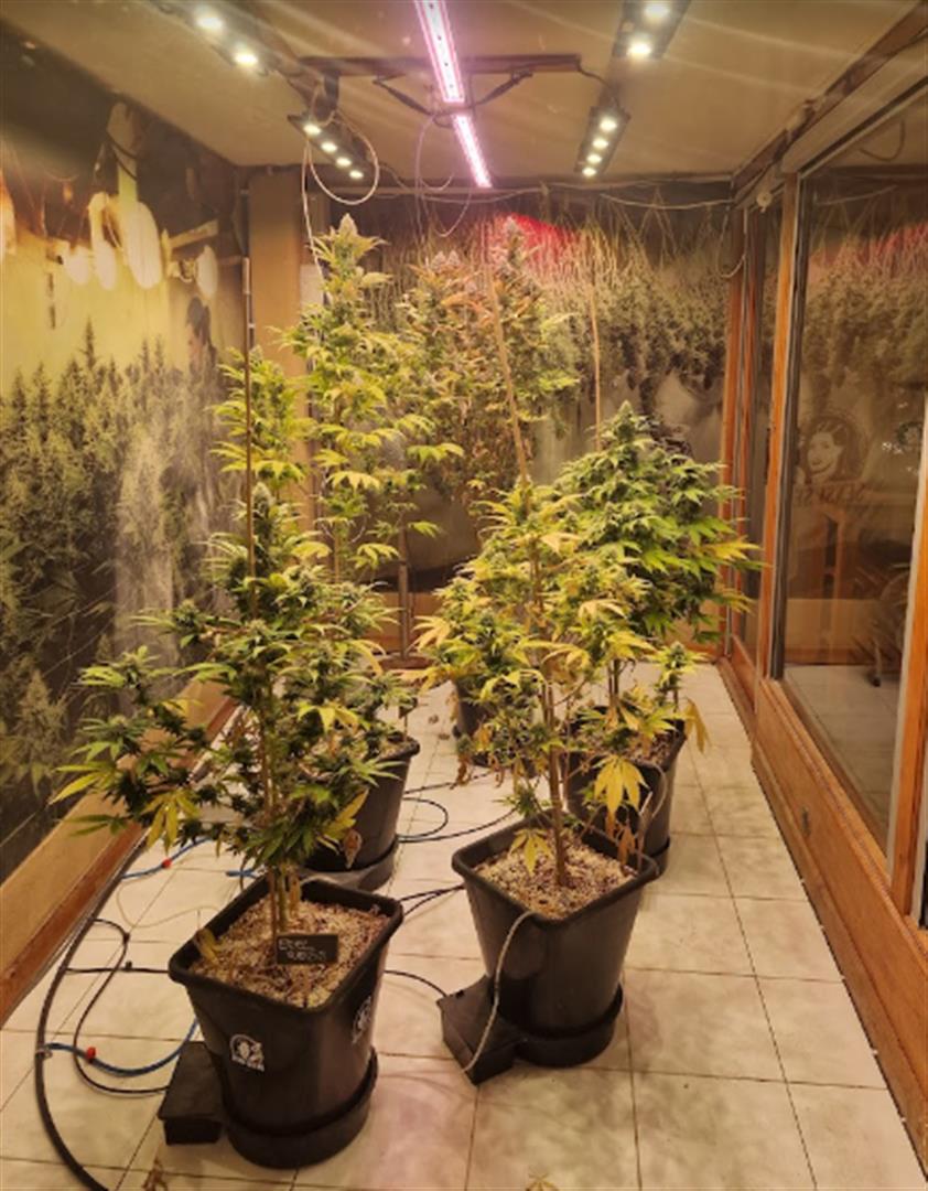 Hash Marihuana & Hemp Museum in Amsterdam