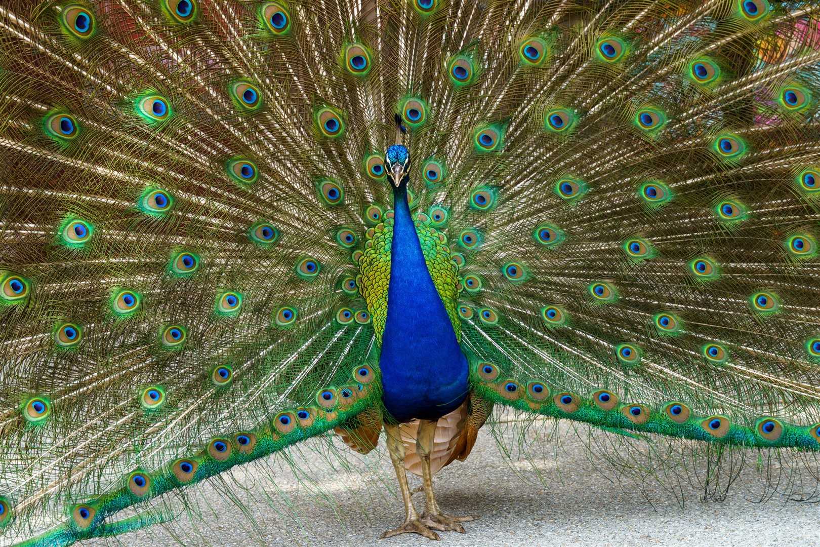 Shutter Stock