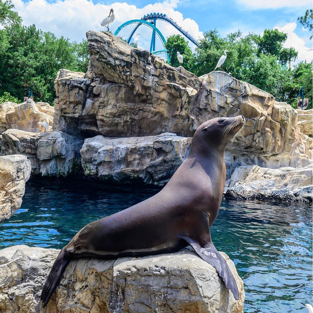 SeaWorld Orlando