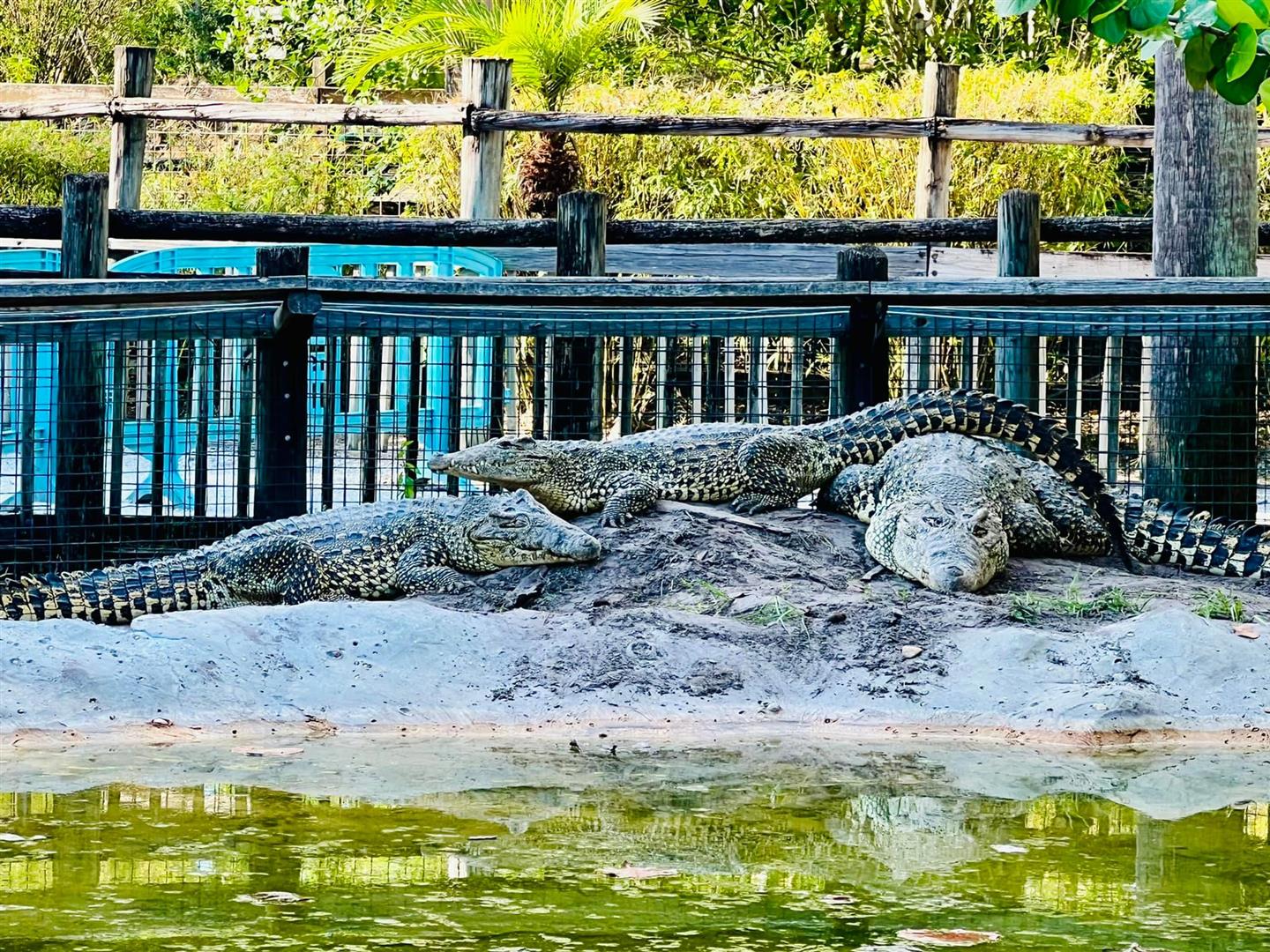 Gatorland