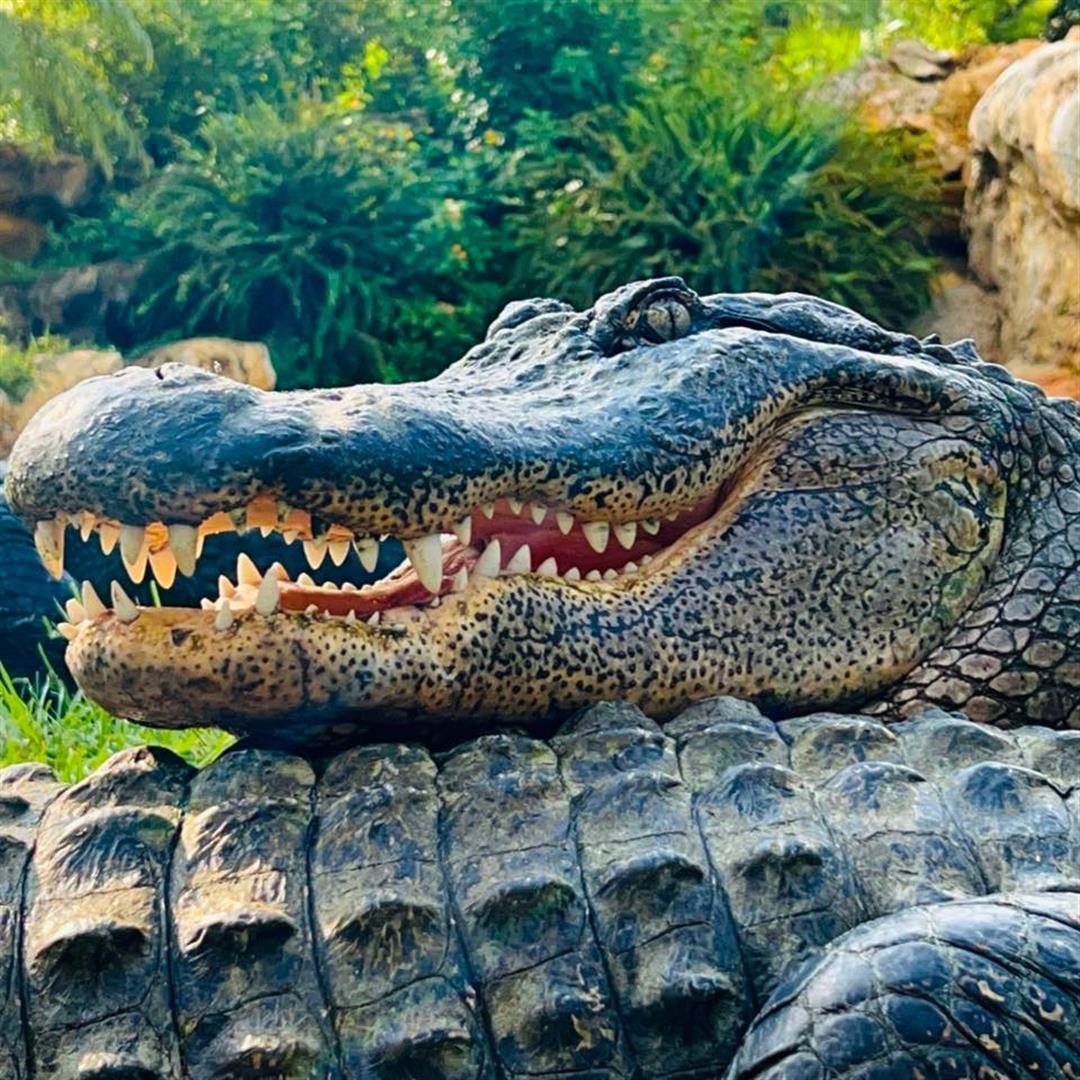 Gatorland