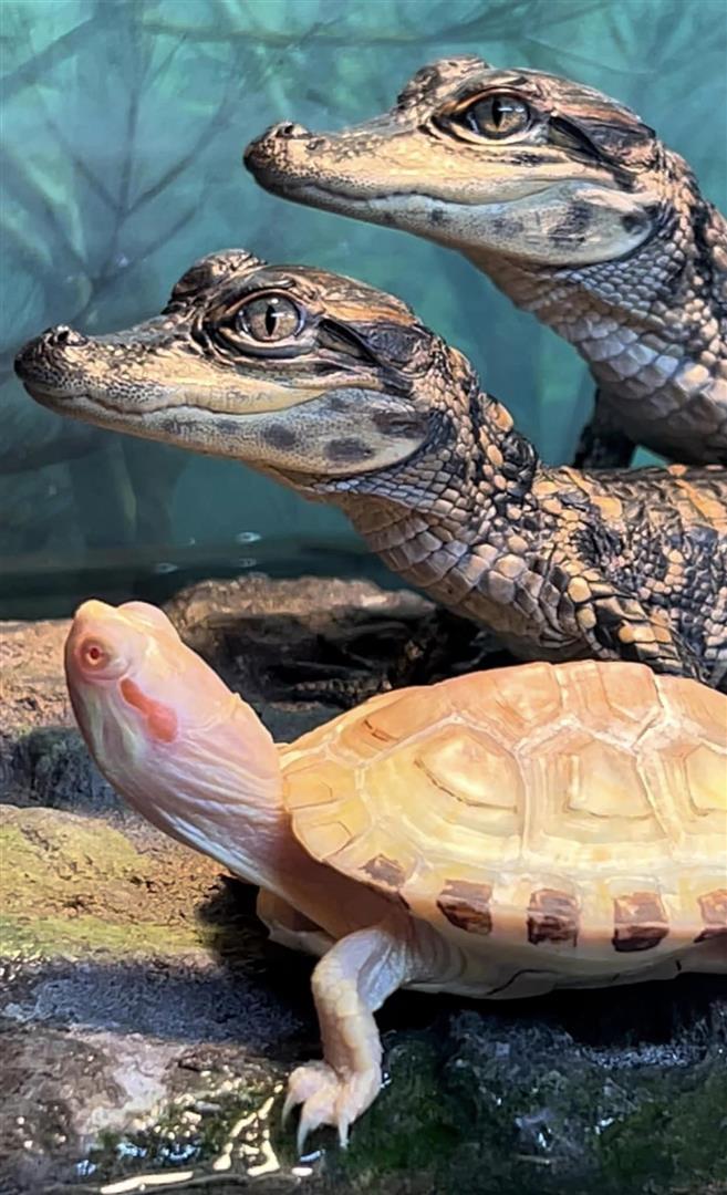 Gatorland