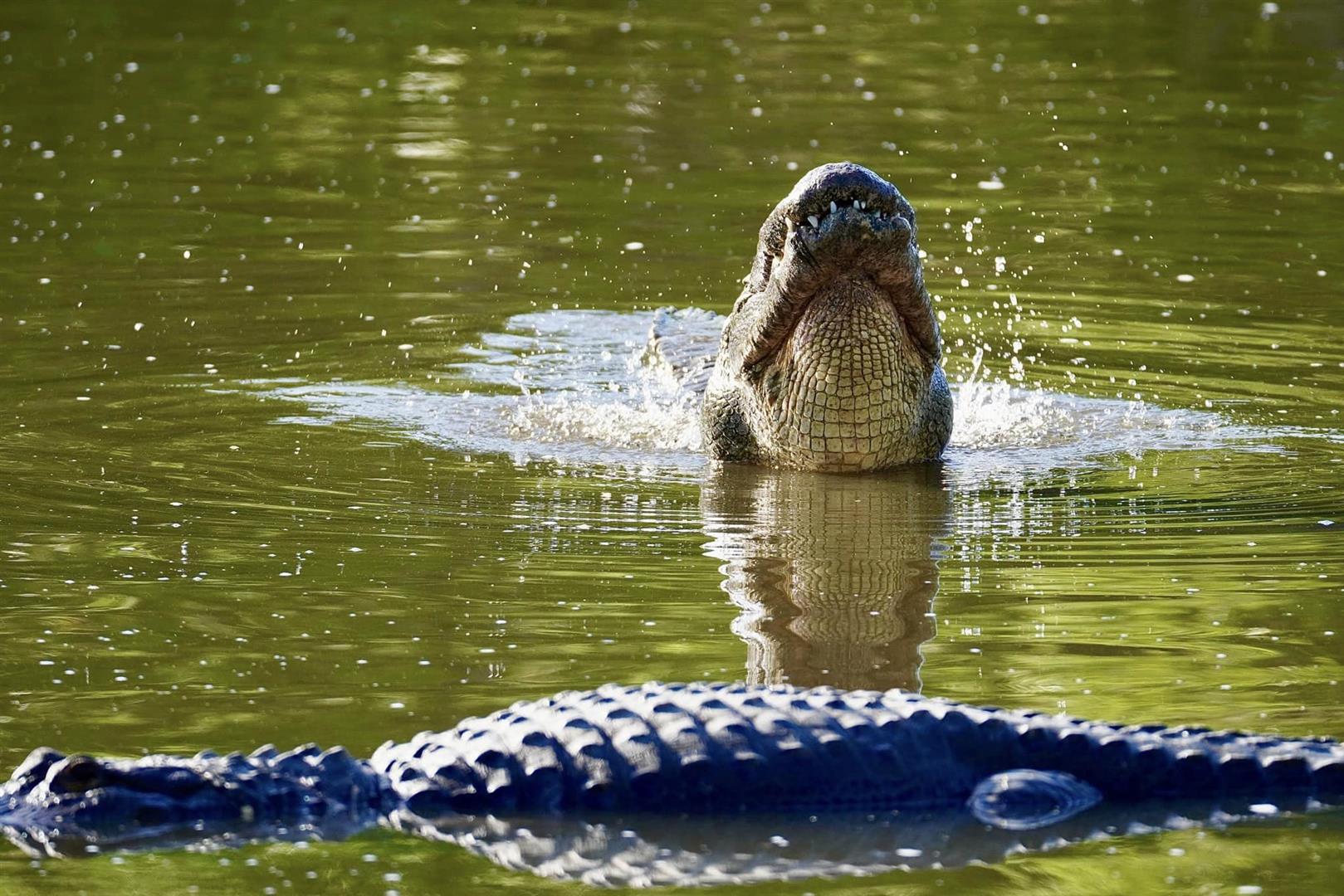 Gatorland