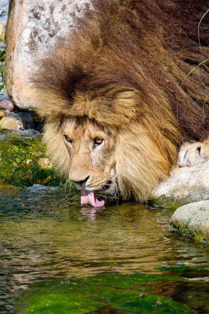 Hellabrunn Zoo