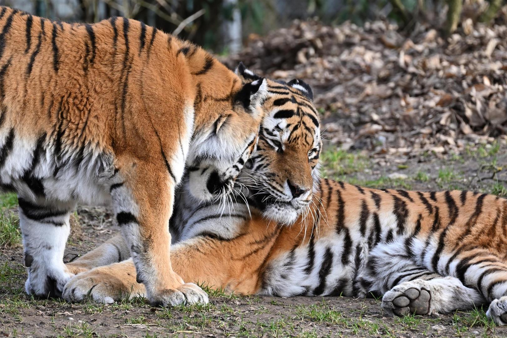 Hellabrunn Zoo