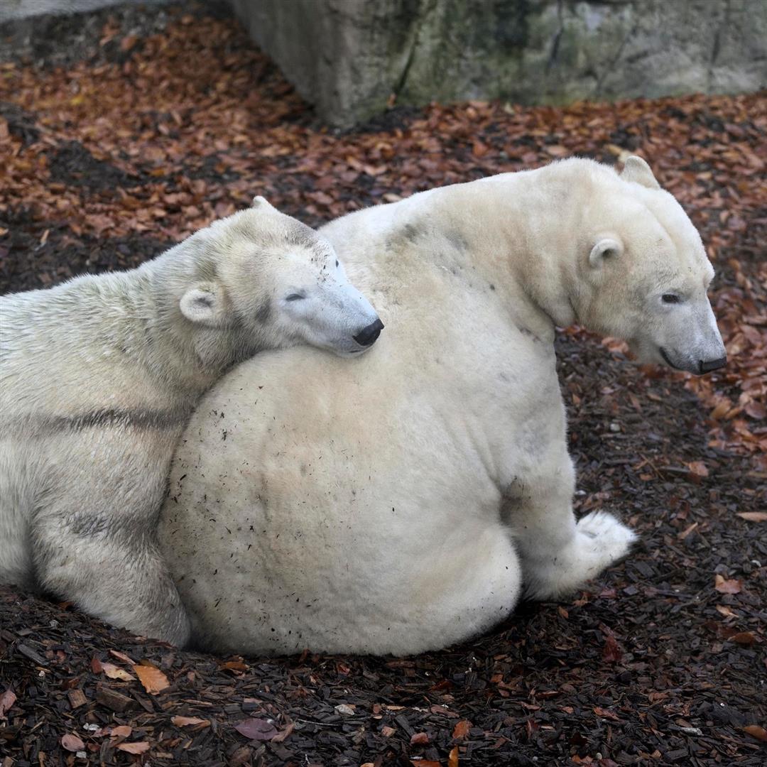 Hellabrunn Zoo