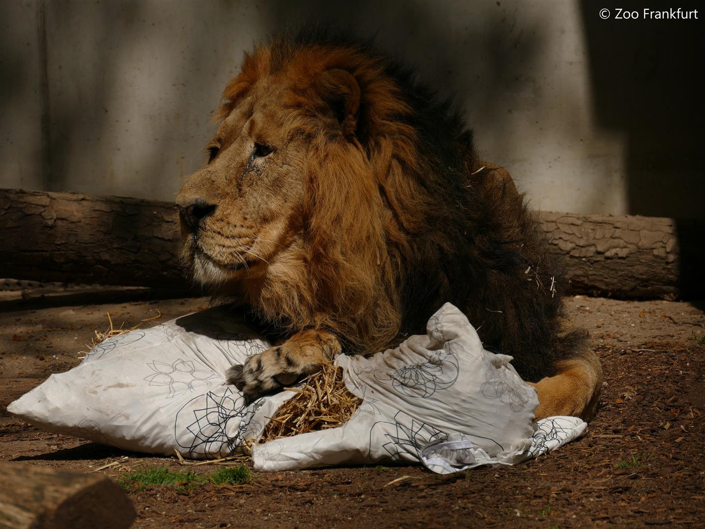 Zoo Frankfurt