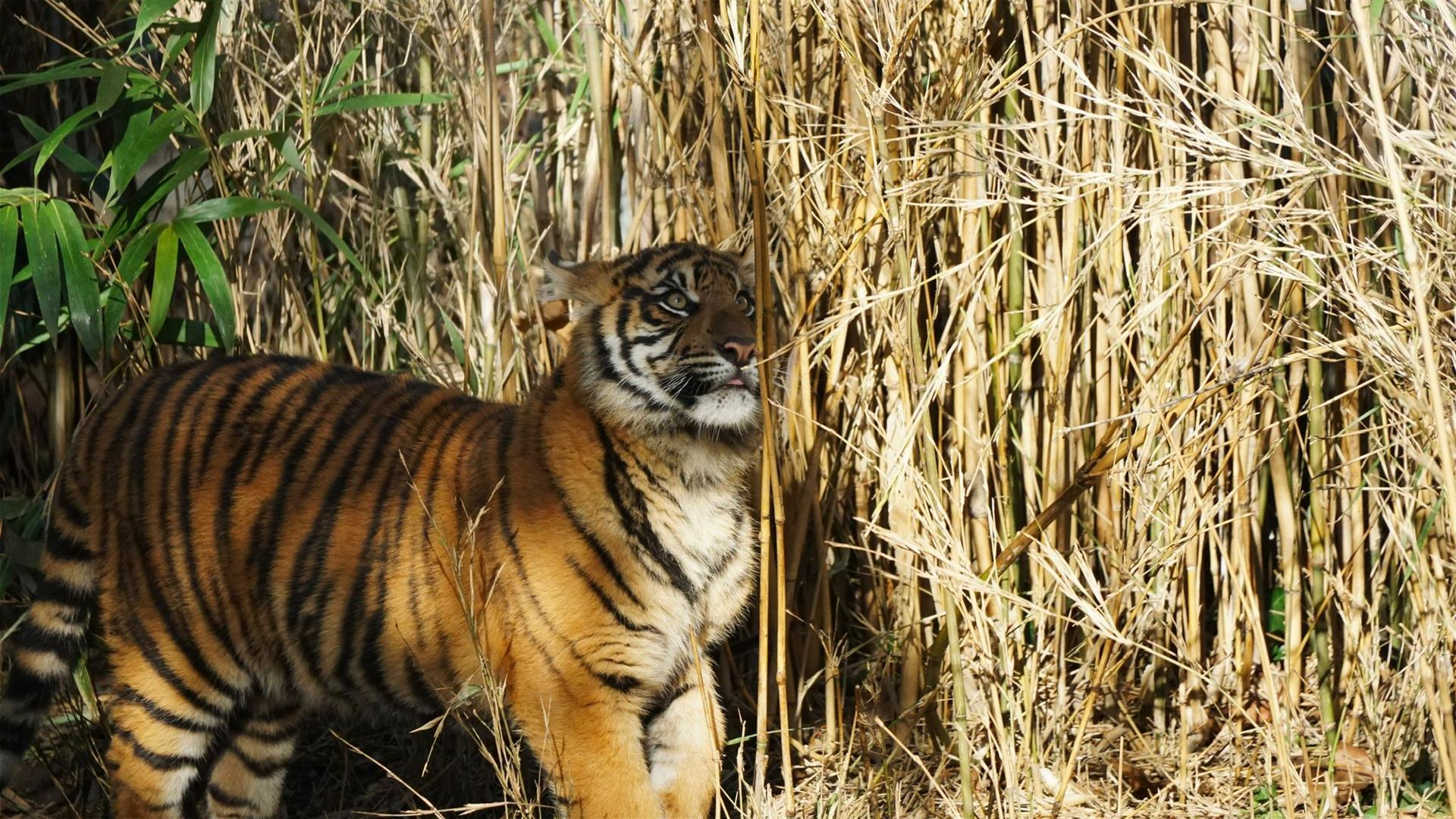 Zoo Frankfurt