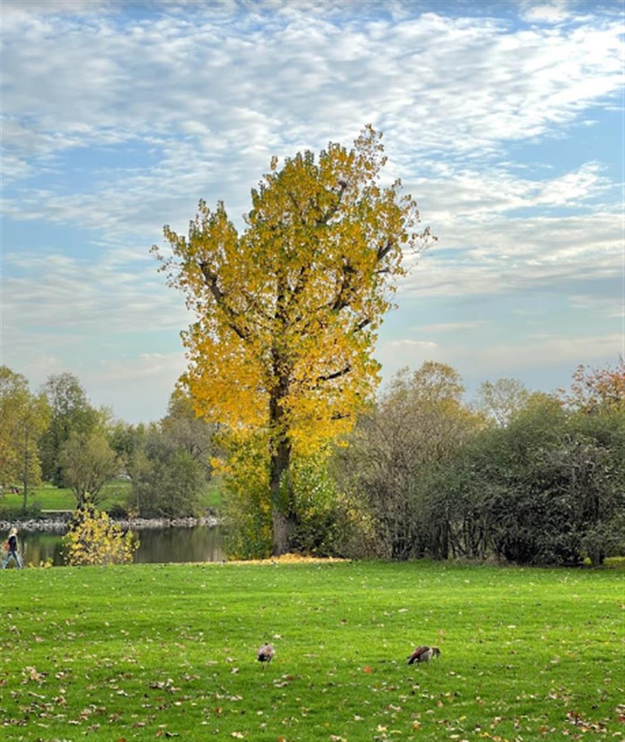 Rebstockpark