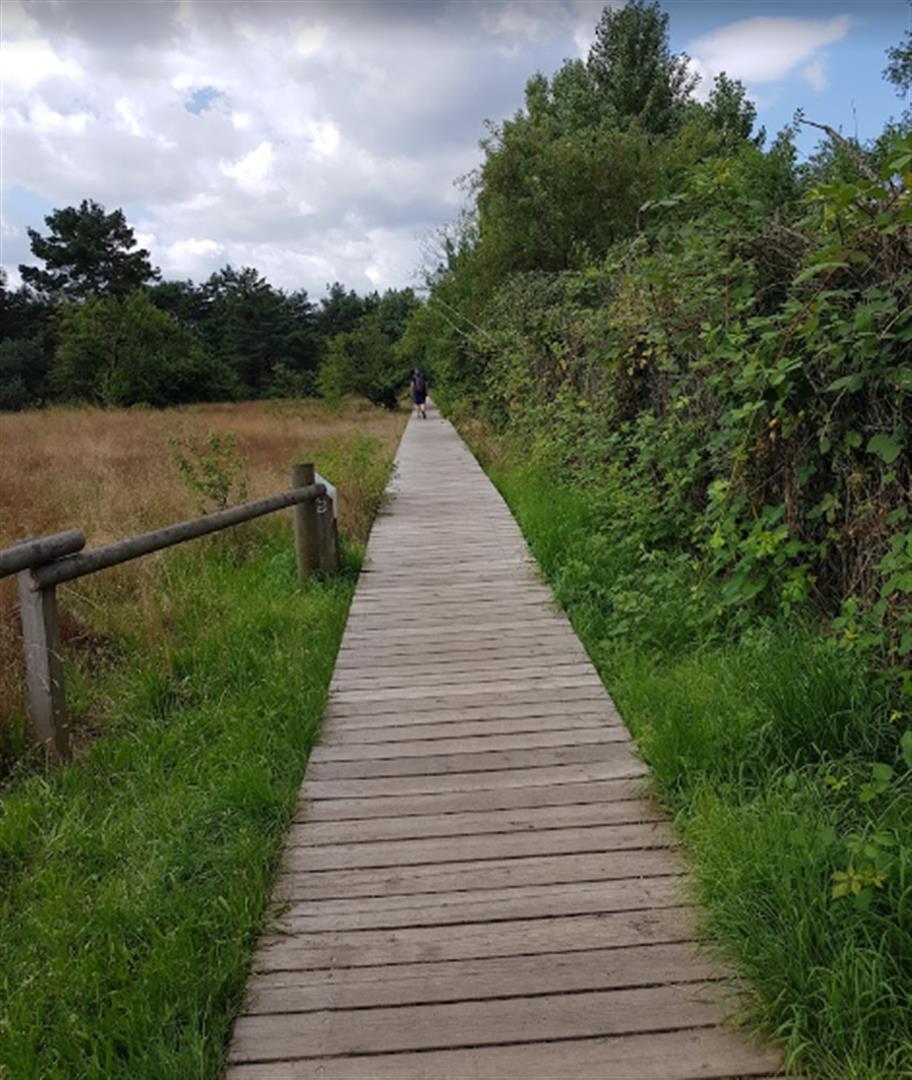 Schwanheimer Dünen