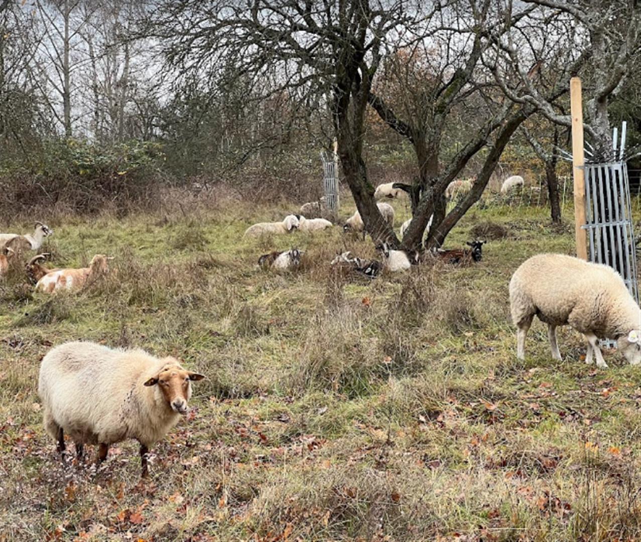 Schwanheimer Dünen