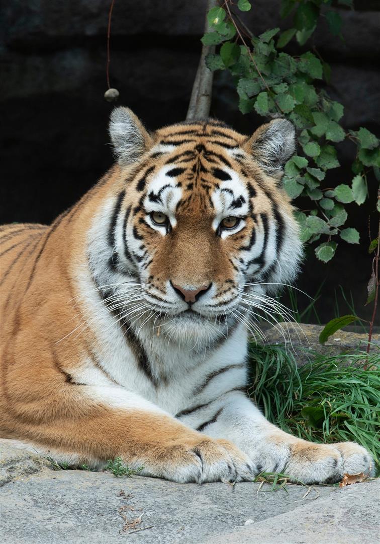Zoo Zürich