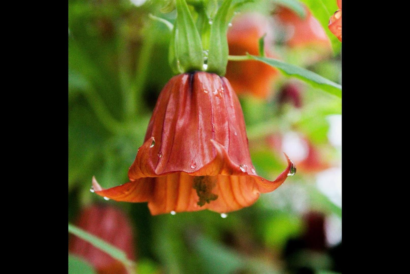 Botanical Garden