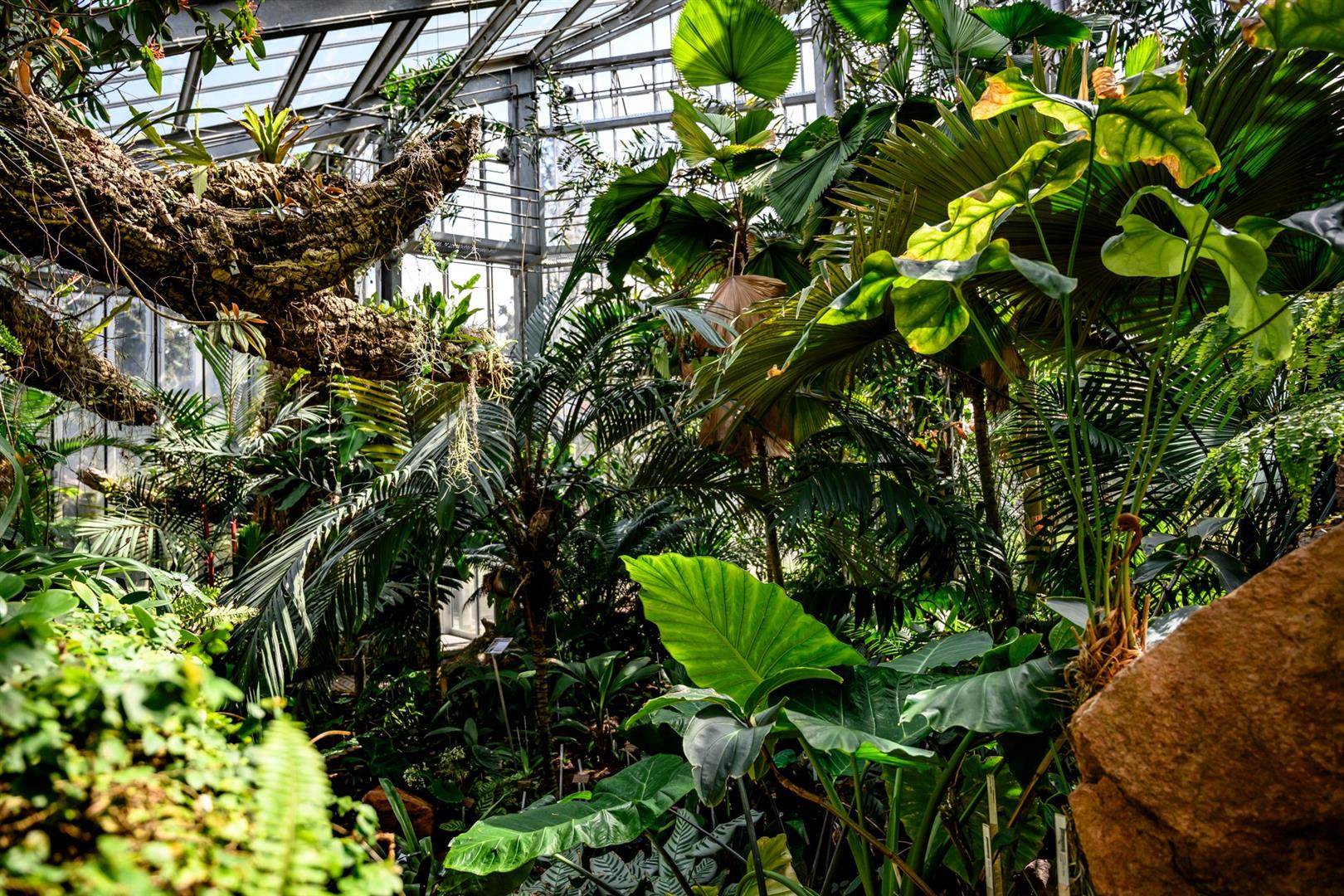 Conservatory and Botanical garden Geneva