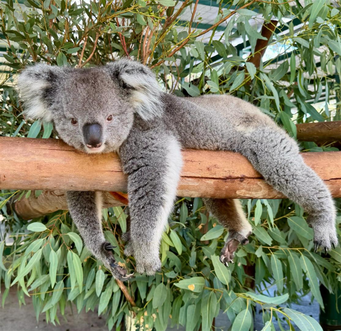 Caversham Wildlife Park