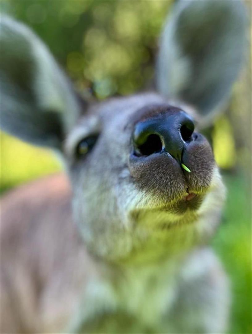 Caversham Wildlife Park