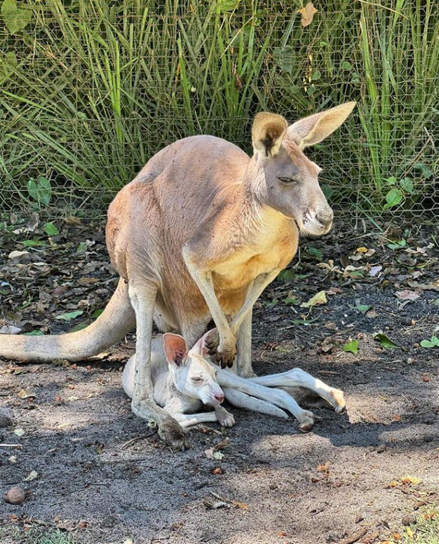 Caversham Wildlife Park