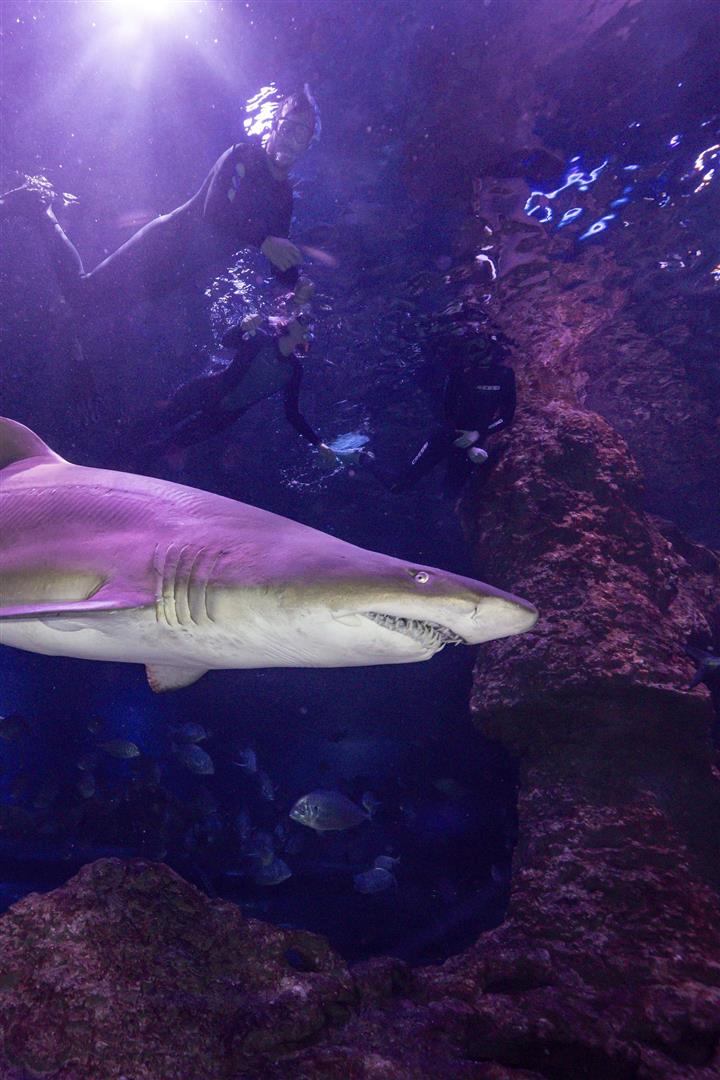 AQWA The Aquarium Of Western Australia
