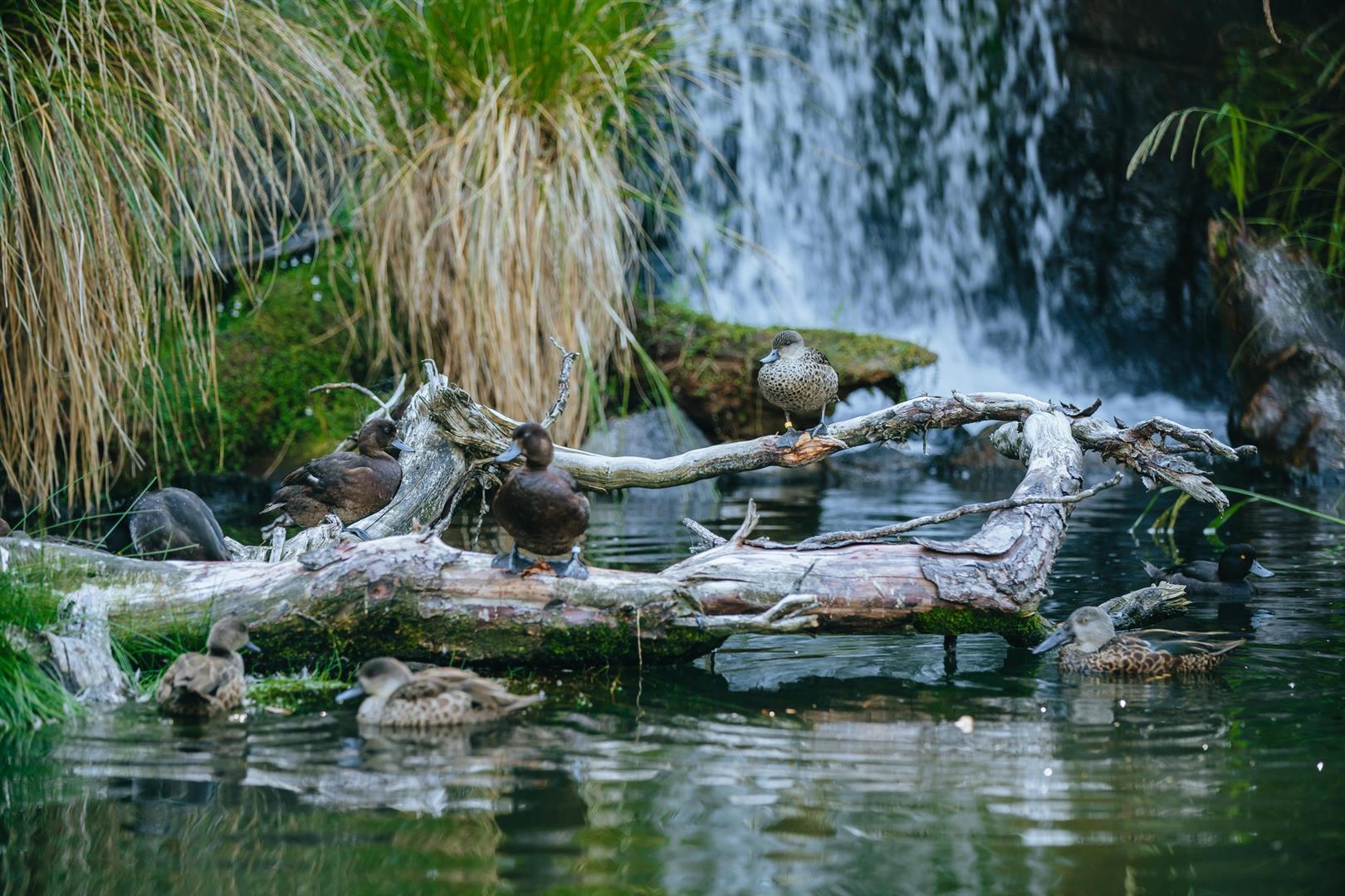 Auckland Zoo