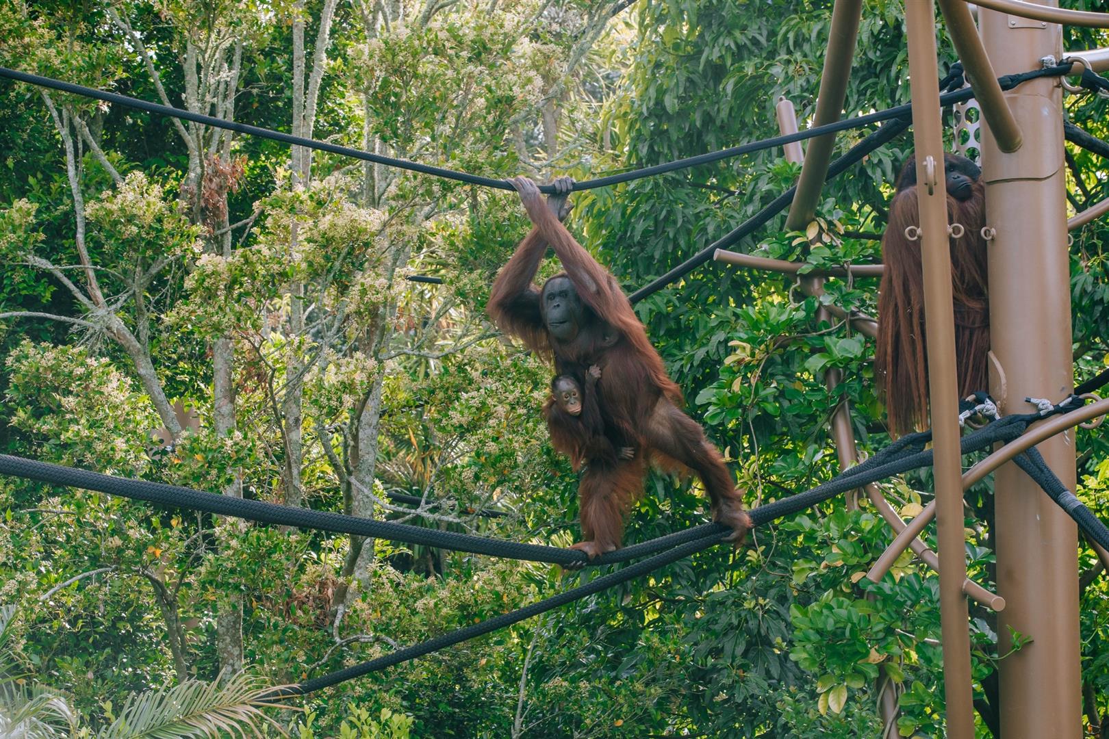Auckland Zoo