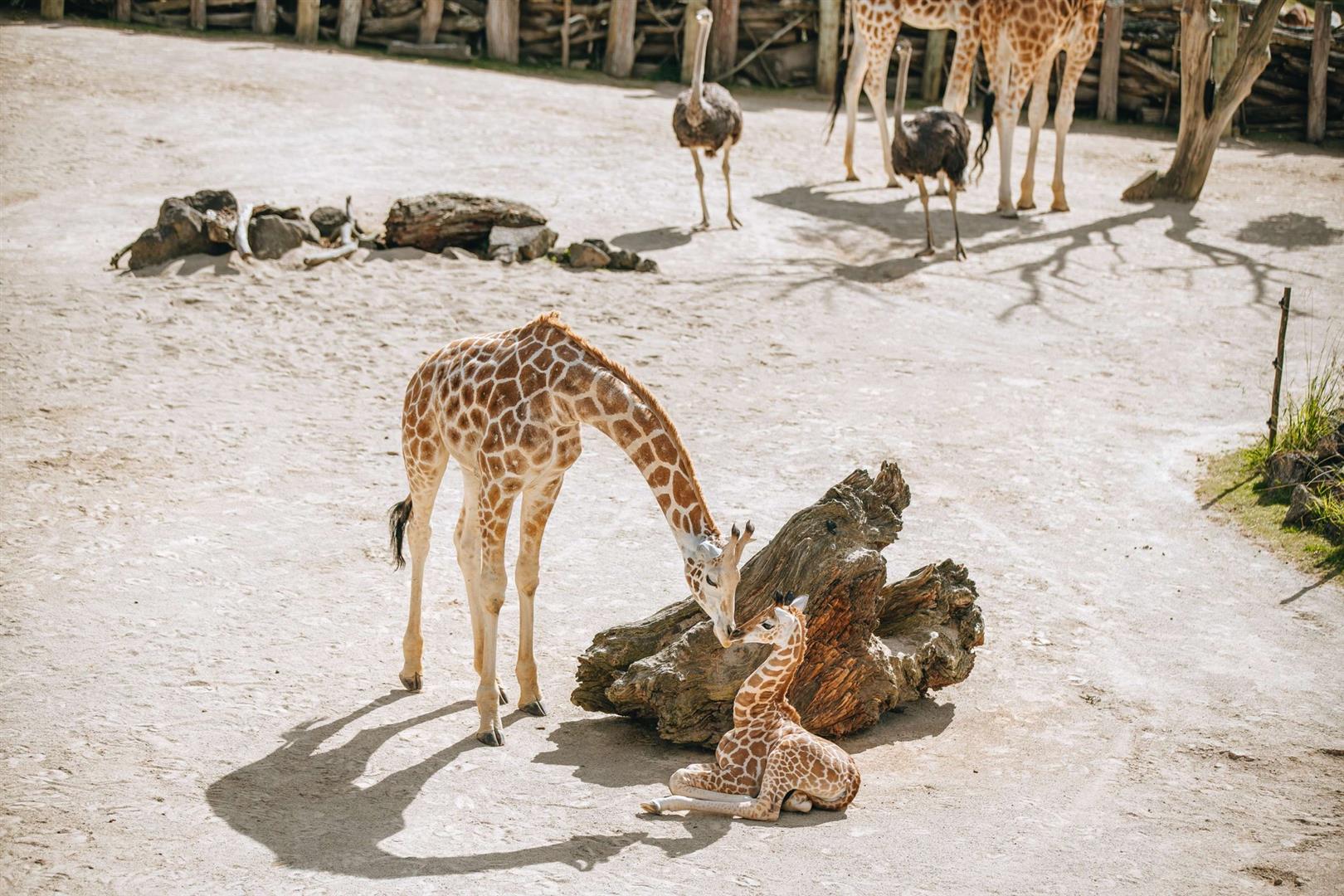Auckland Zoo