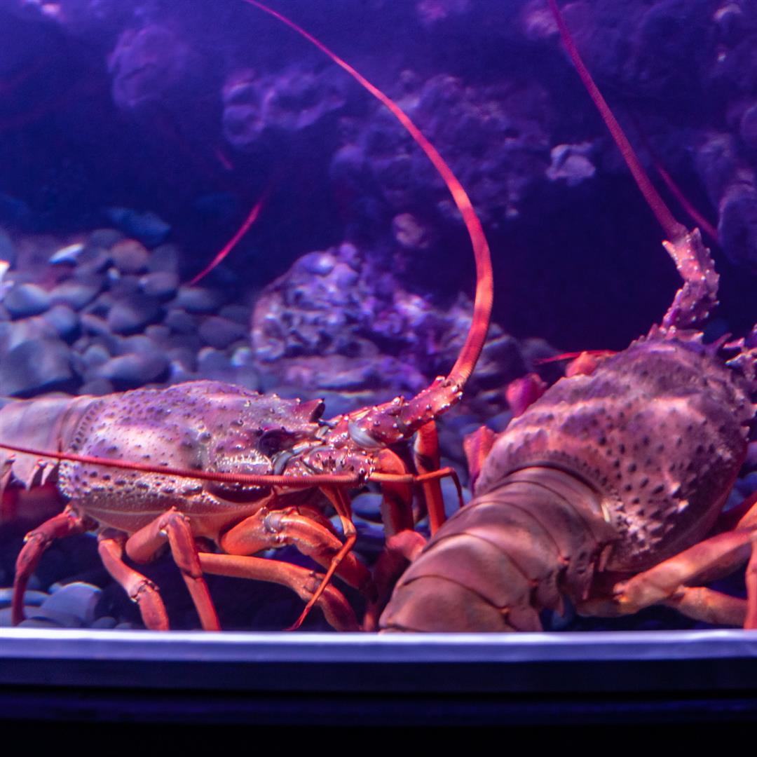 SEA LIFE Kelly Tarlton's Aquarium