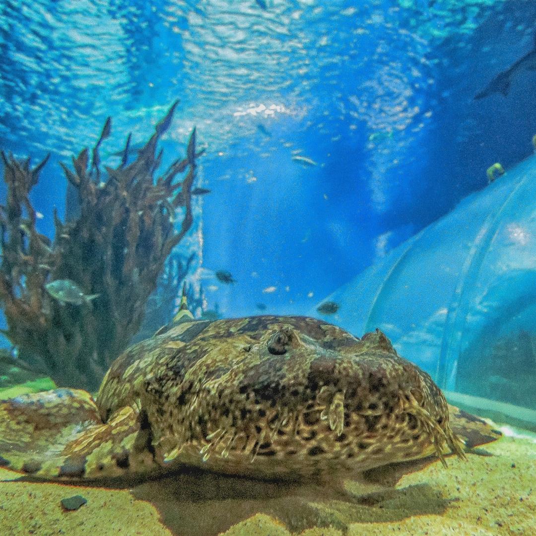 SEA LIFE Kelly Tarlton's Aquarium
