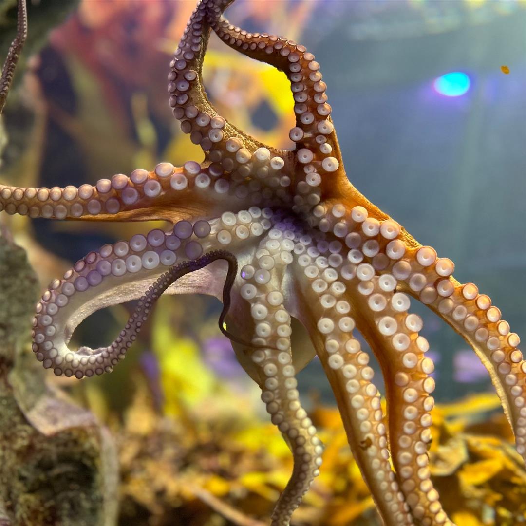 SEA LIFE Kelly Tarlton's Aquarium