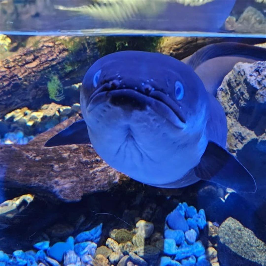 SEA LIFE Kelly Tarlton's Aquarium