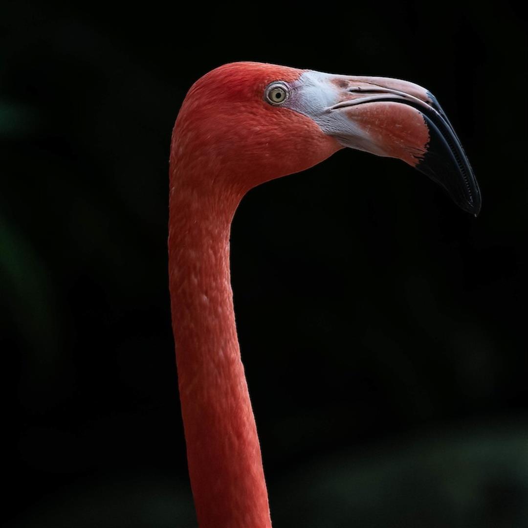 Audubon Zoo