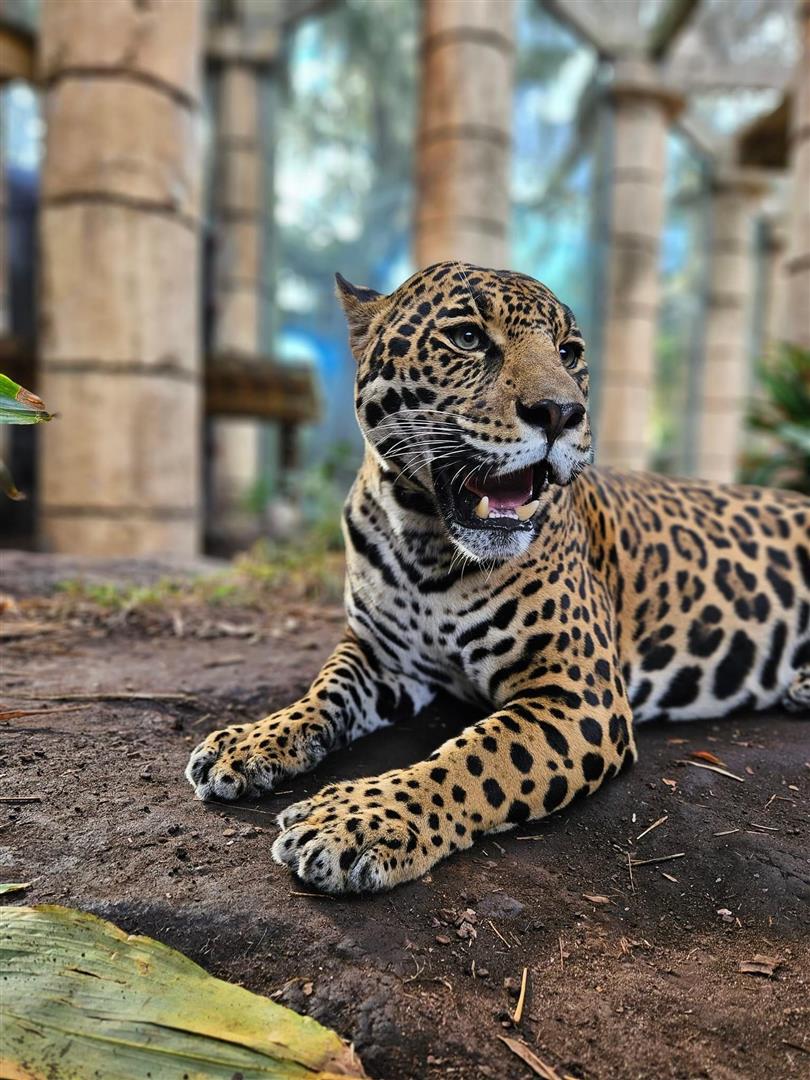 Audubon Zoo