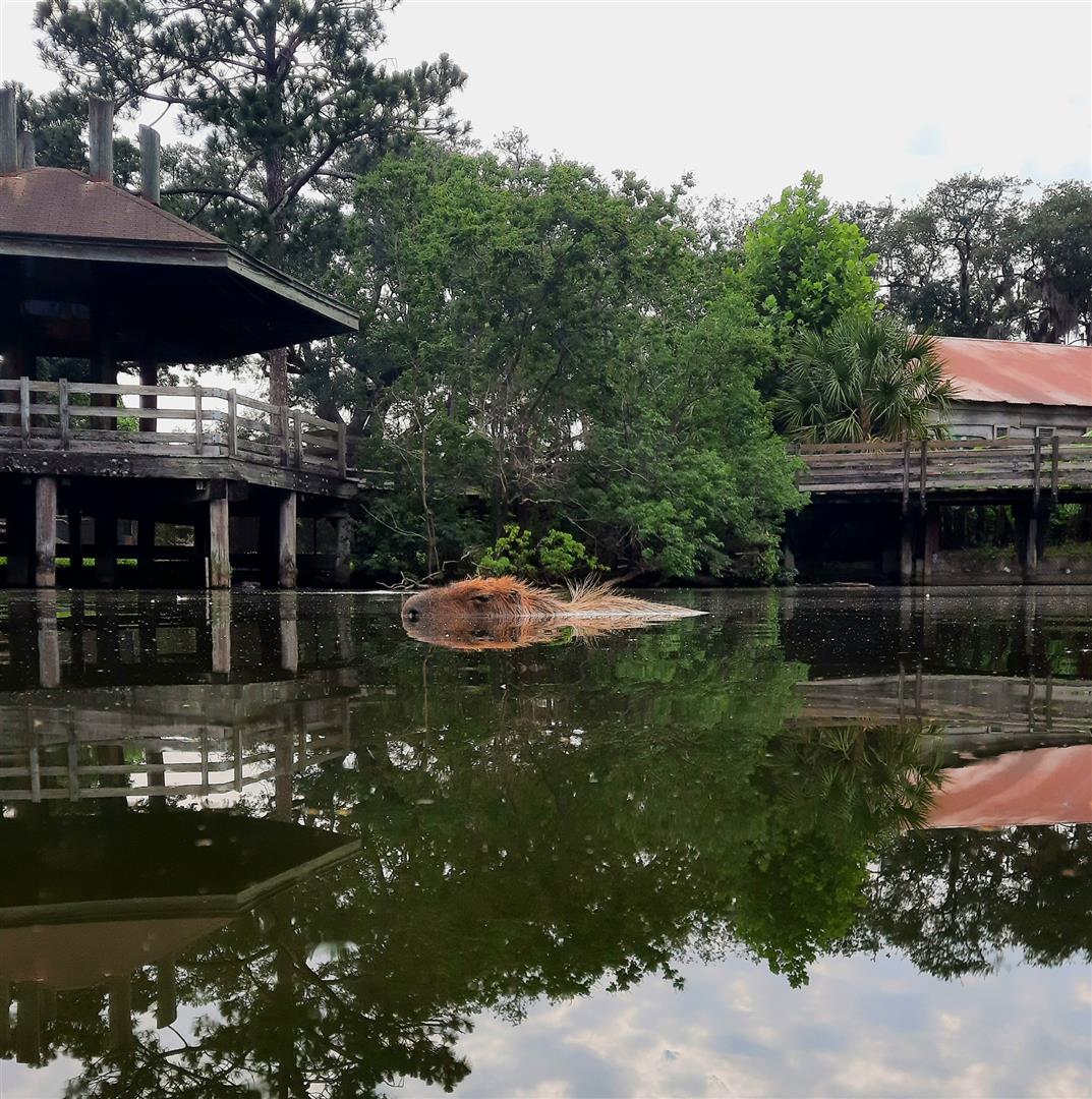 Audubon Zoo