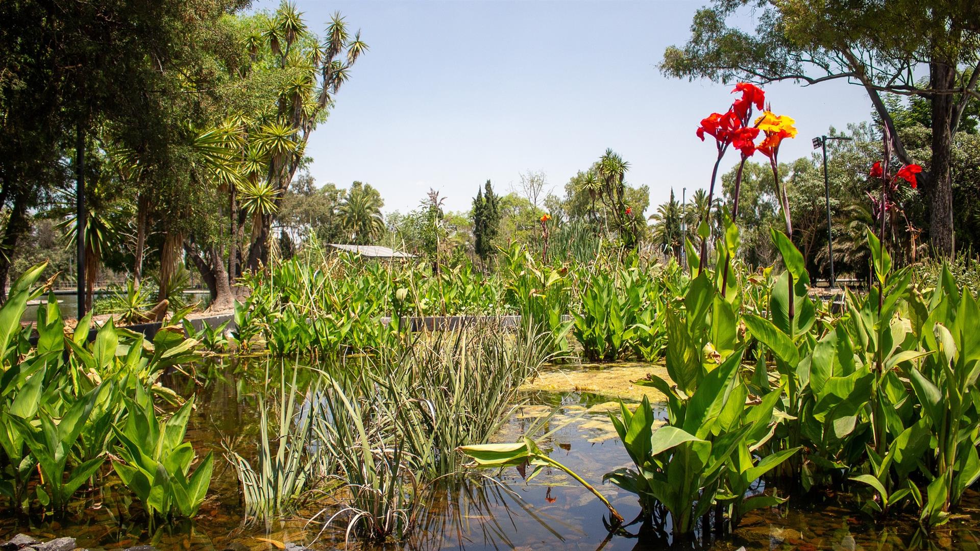 Bosque de Chapultepec