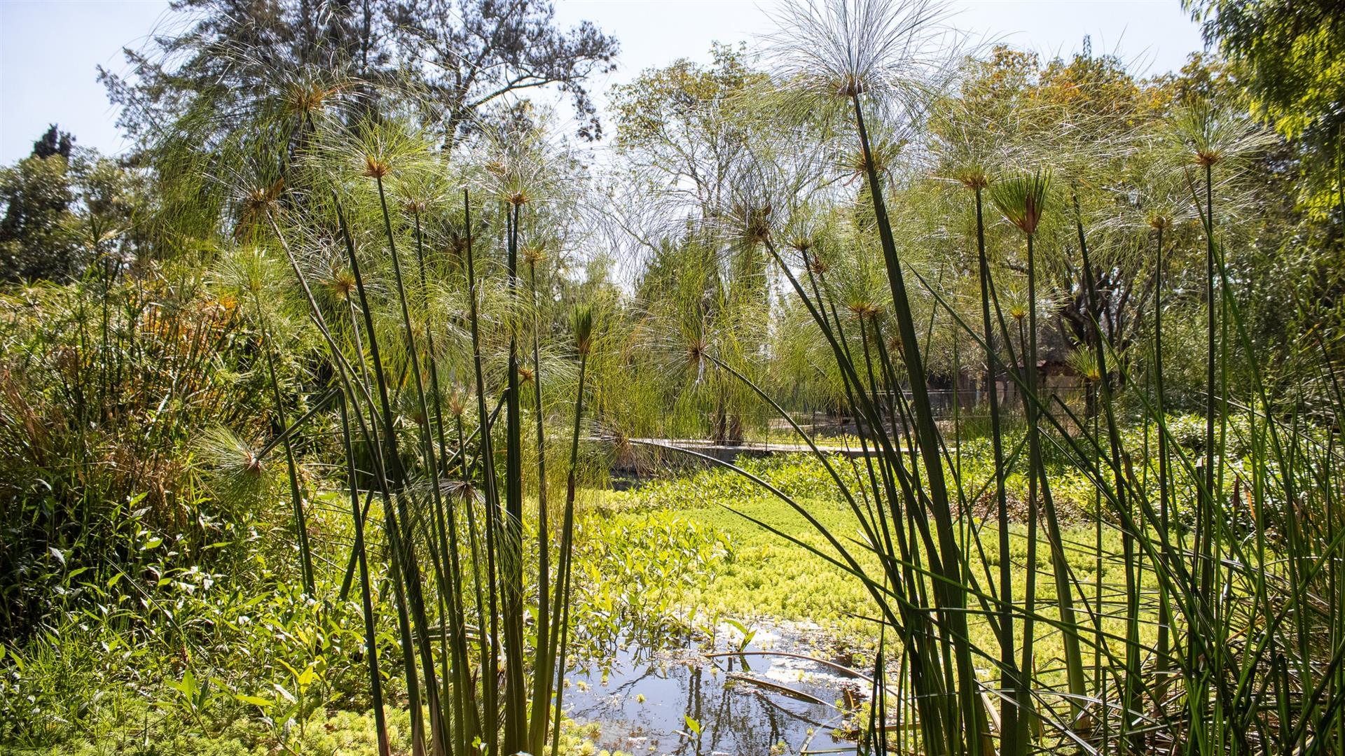 Bosque de Chapultepec