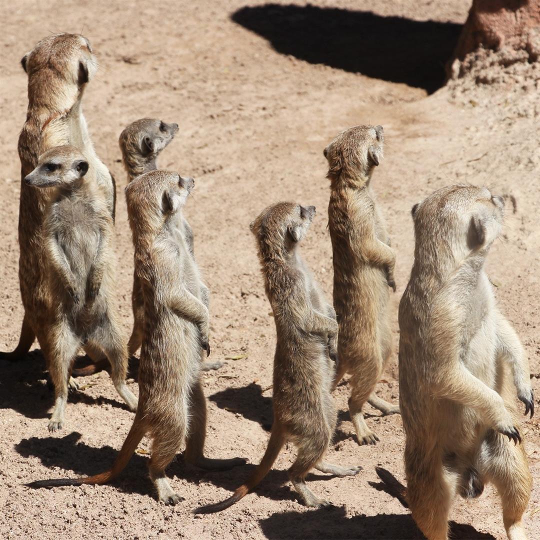 Zoologico Guadalajara