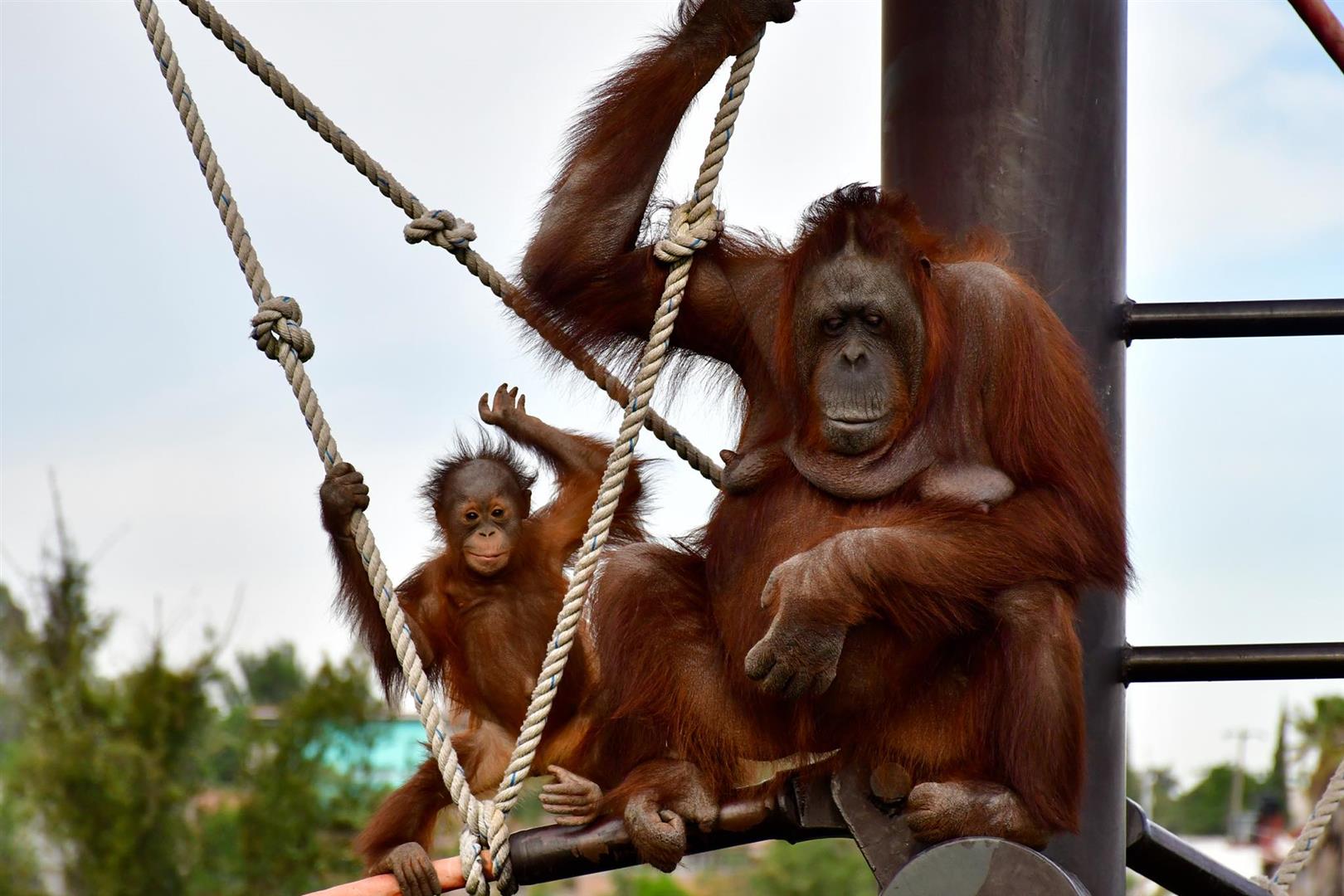 Zoologico Guadalajara