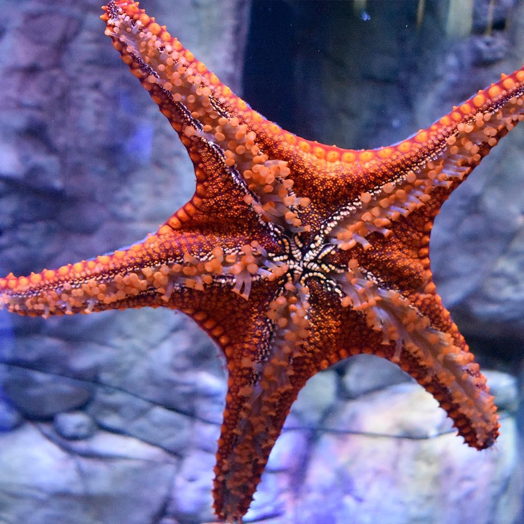 Zoologico Guadalajara