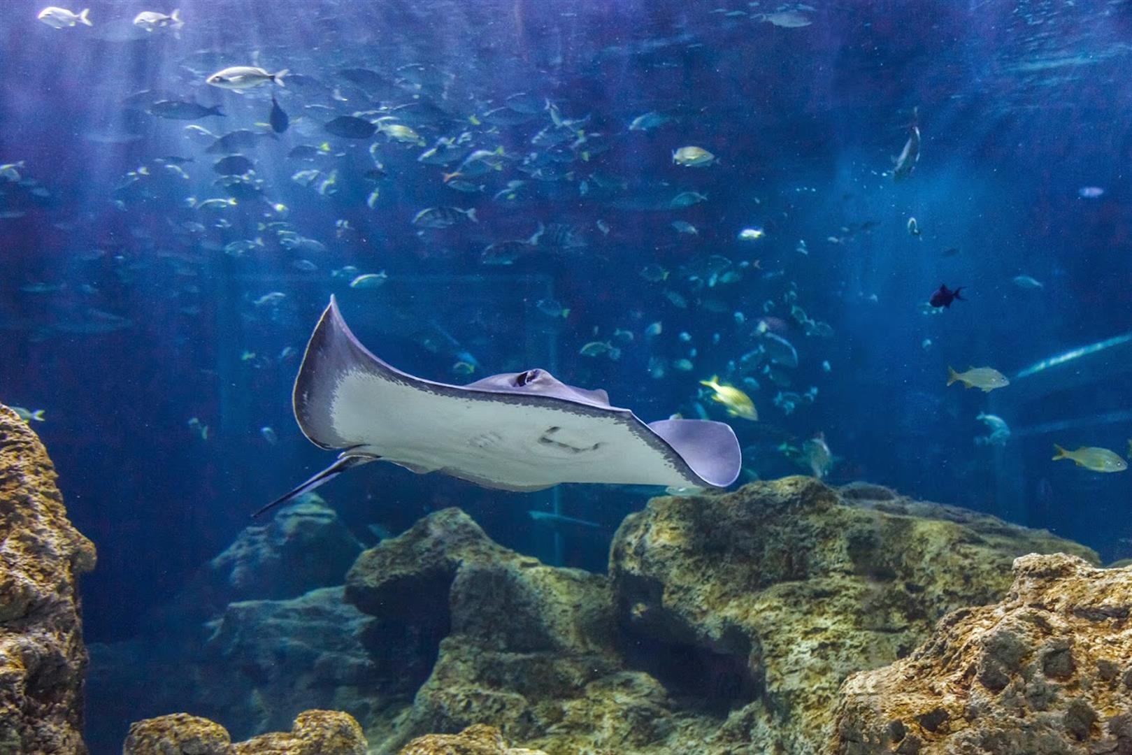 Acuario Michin Guadalajara