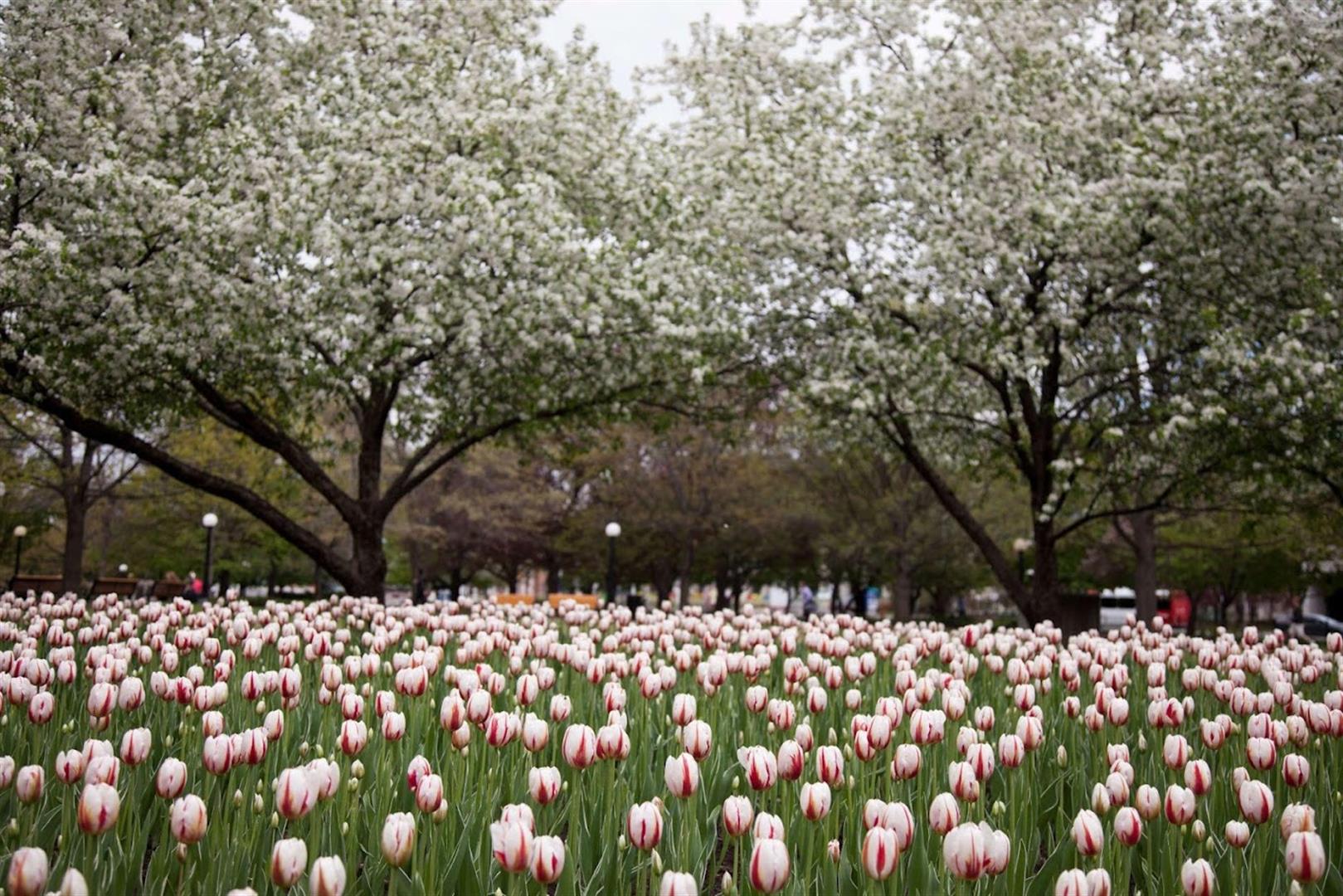 Confederation Park