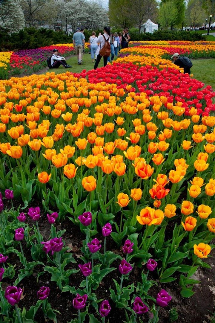 Major's Hill Park