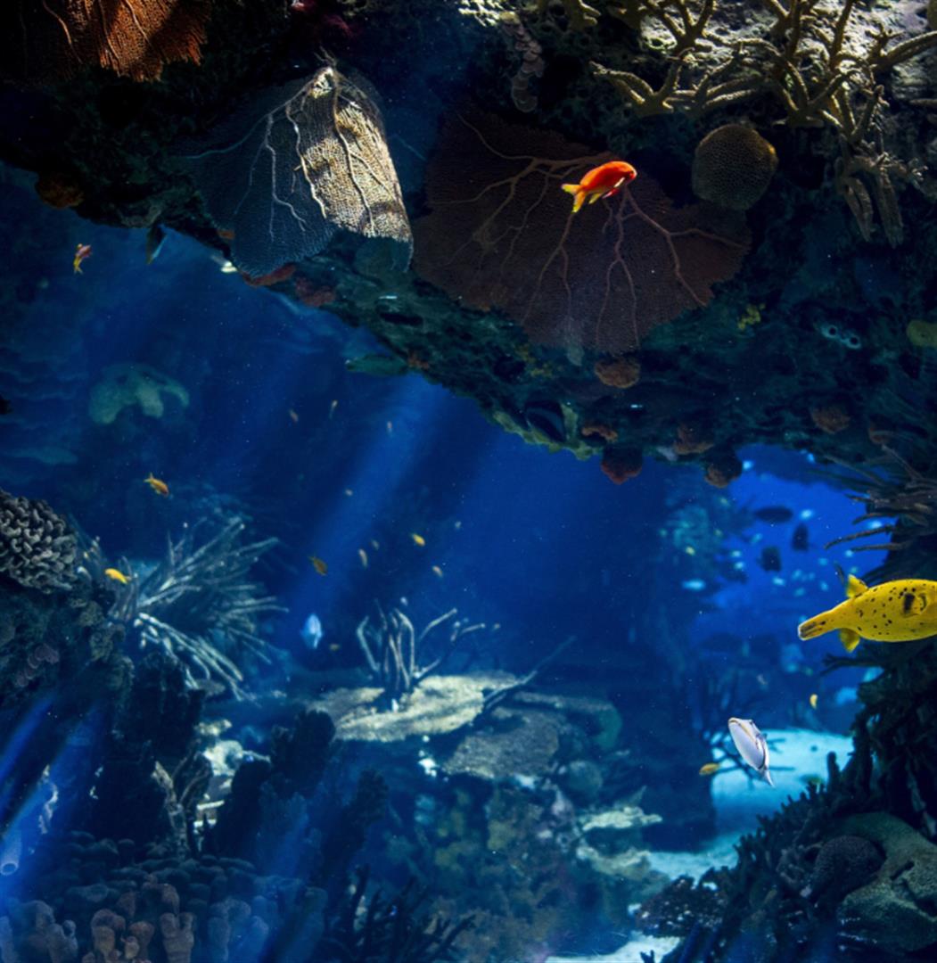 Oceanário de Lisboa