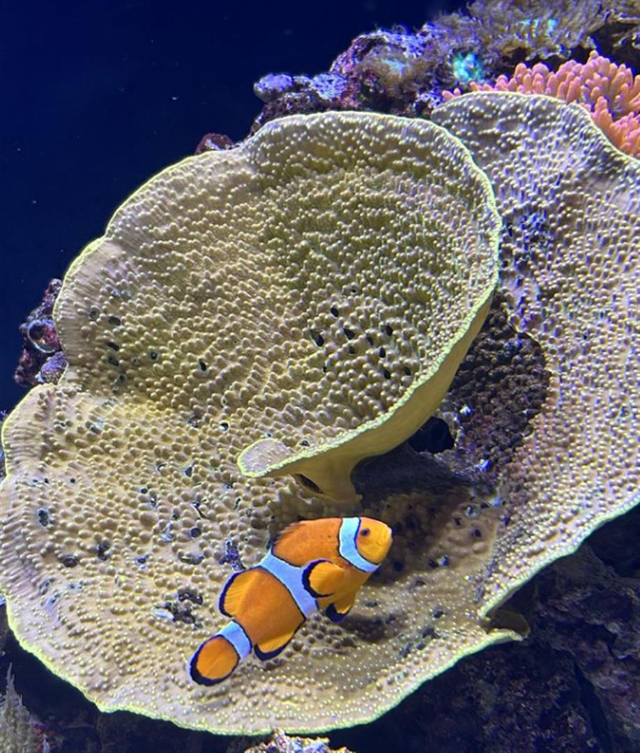 Oceanário de Lisboa